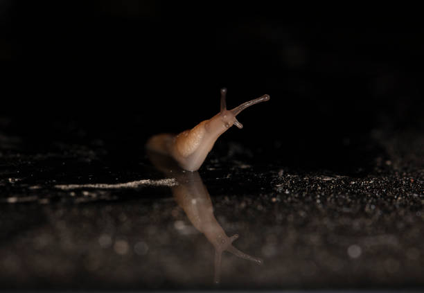 Snail at rainy day