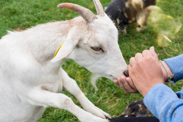 Two goats tied up in the field in a village in Nepal.