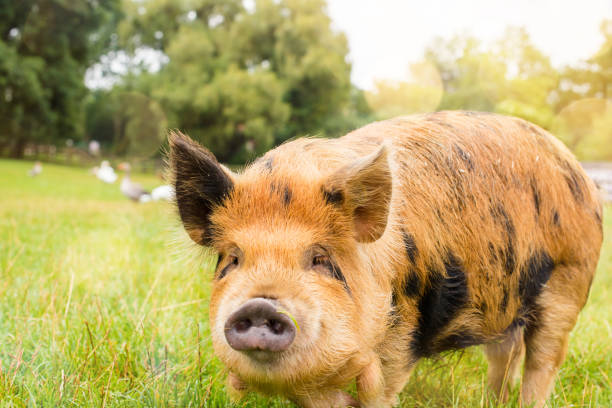 istock a dwarf pig as a domestic animal 1167020736