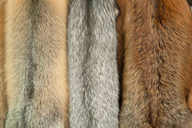 istock samples of ginger and gray fluffy fur for design 1167020950