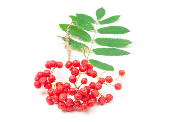 istock Red rowan berries close up on white background 1167022172