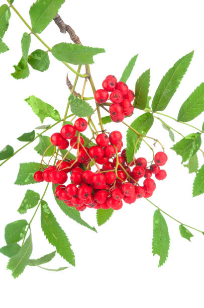 istock Bunch ripe rowan close up on white background 1167022342