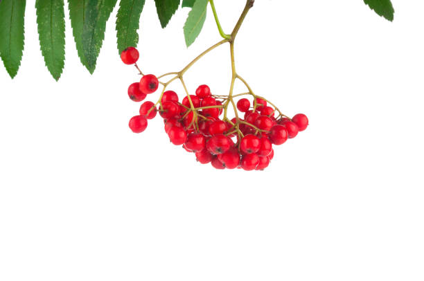 istock Ashberry bunch close up on white background 1167022396