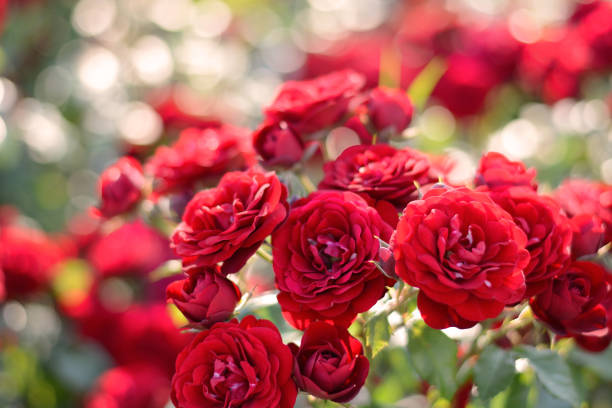 istock Red roses blooming background. Red roses bush in sunlight closeup 1167023824