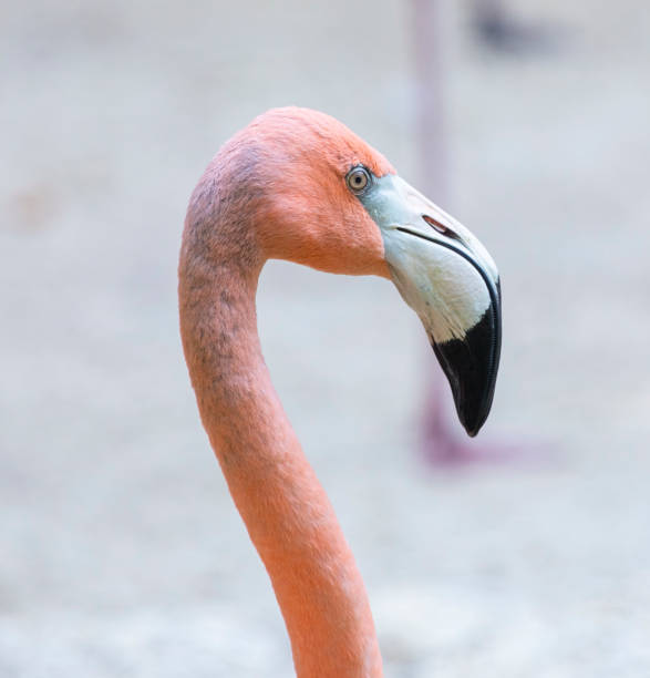 Great white pelican (Pelecanus onocrotalus) also known as the eastern white pelican, rosy pelican or white pelican