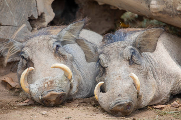 Phacochoerus africanus resting in the shadow