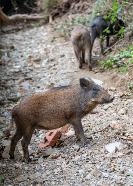 young wild pigs in the mountain near Barcelona