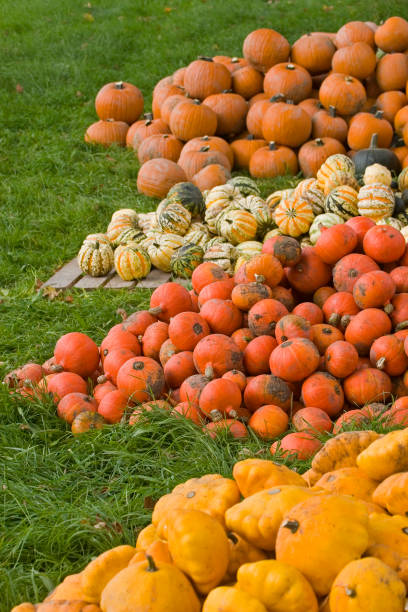 istock pumpkin harvest in autumn 1167024020