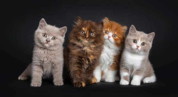 ligne de quatre chatons britanniques longs et courts-cheveux sur le noir - british longhair photos et images de collection