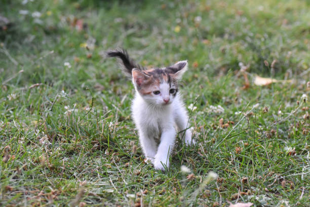 istock Curious little kitten play in the grass 1167025873