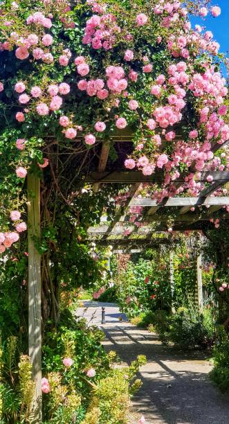 istock Normandy.Pergola covered with roses at Voles les Roses. 1167025936