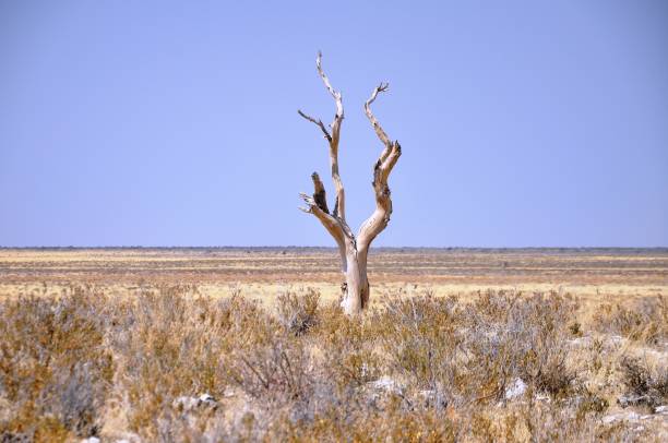 Landscape of Etosha National Park, Namibia