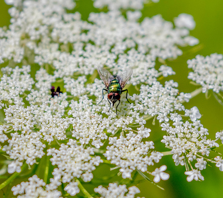 green fly on a white flower cluster