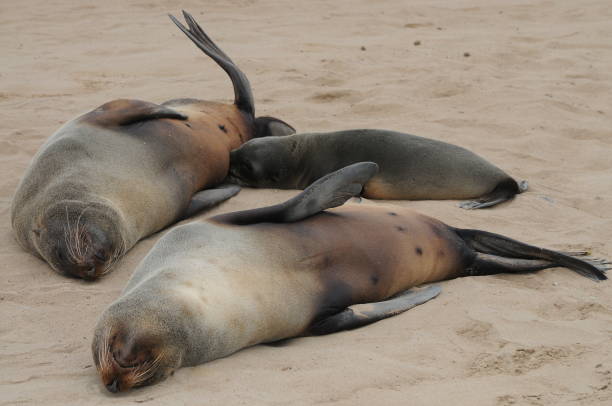 istock Cape fur seals (Arctocephalus pusillus), Cape cross, Namibia 1167027644