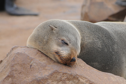 Cape fur seals (Arctocephalus pusillus), Cape cross, Namibia
