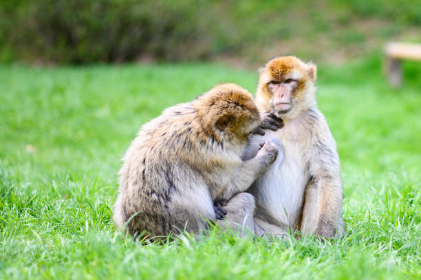 istock Two barbary macaque monkeys sitting outdoors on a green meadow with copy space 1167027933