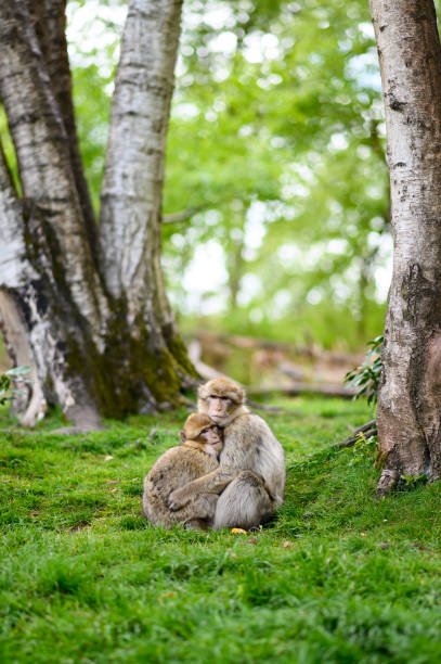 istock Two barbary macaque monkeys sitting outdoors on a green meadow with copy space 1167027947