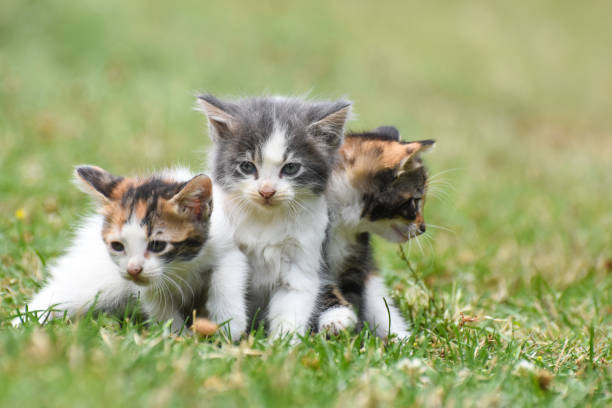 istock Three little kittens in the green grass 1167028136