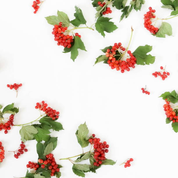 istock red viburnum berries twigs isolated pattern on white background. copy space. top view 1167028143