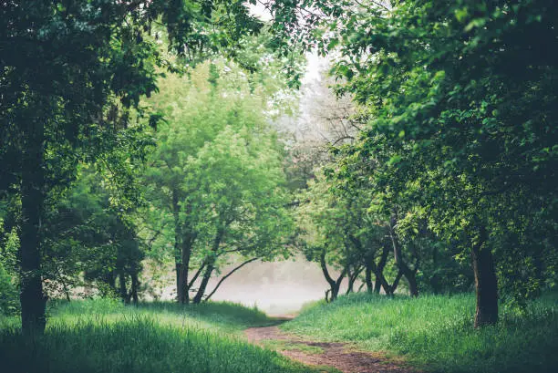 Photo of Atmospheric landscape with beautiful lush green foliage. Footpath under trees in park in early morning in mist. Pathway among green grass and leafage in faded tones. Toned green background of nature.