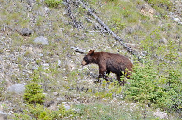 istock Brown Coloured Black Bear in Jasper National Park 1167028973