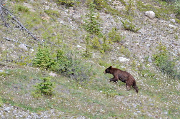 istock Brown Coloured Black Bear in Jasper National Park 1167029029