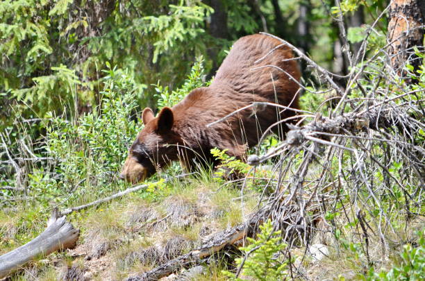 istock Brown Coloured Black Bear in Jasper National Park 1167029165
