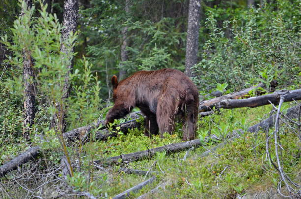 istock Brown Coloured Black Bear in Jasper National Park 1167029209