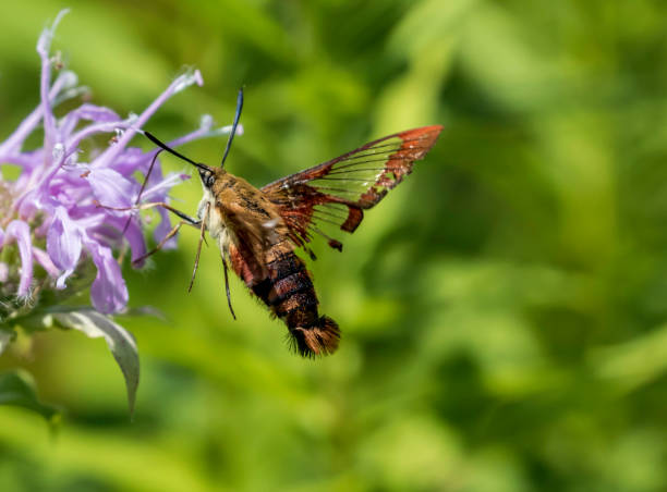 istock hummingbird moth on a purple and pink flower 1167030100