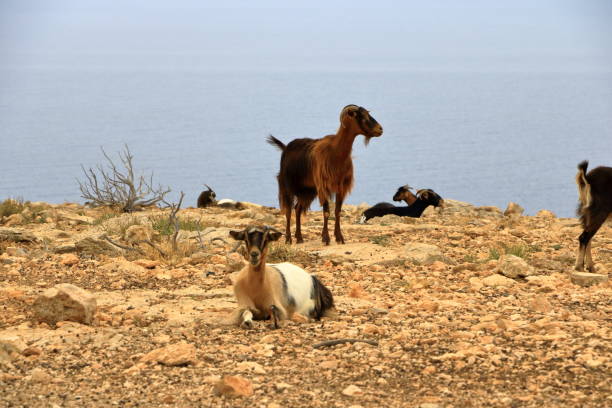 istock goats walk apart on a cliff facing the sea 1167031872