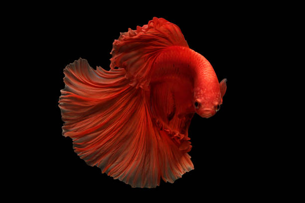 сиамская боевая рыба - siamese fighting fish fish tank tropical climate fish стоковые фото и изображения