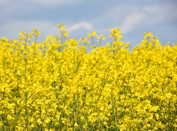 istock Lovely flowering yellow rape seed field. 1167035184
