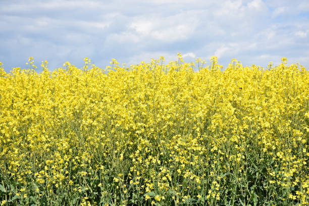 istock Lovely flowering yellow rape seed field. 1167035477