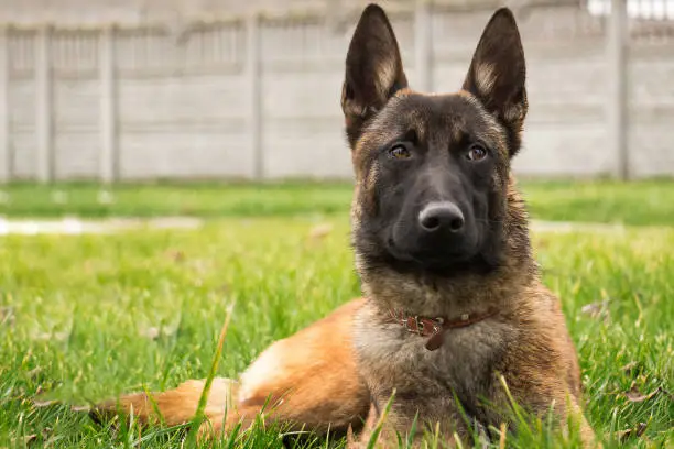 Photo of Young puppy of belgian shepherd