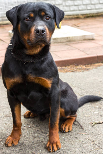 istock Dog of breed Rottweiler 1167036409