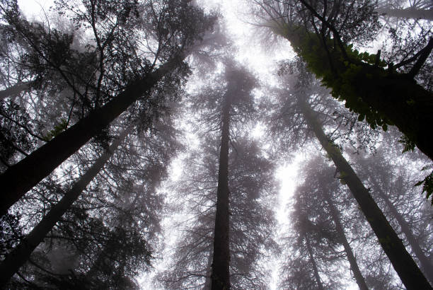 istock Tall trees in Himachal Pradesh 1167036652