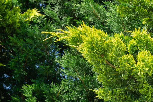 Lush vibrant yellow-green foliage of branches cupressocyparis Leylandii. Spring or summer fresh wallpaper and nature background concept Lush vibrant yellow-green foliage of branches cupressocyparis Leylandii. Spring or summer fresh wallpaper and nature background concept chamaecyparis stock pictures, royalty-free photos & images