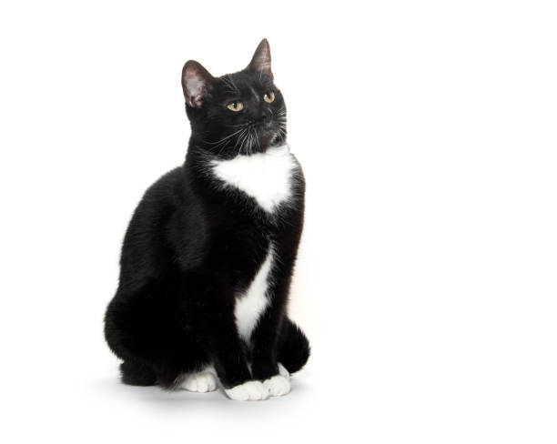 black and white tuxedo cat Cute baby black and white tuxedo cat isolated on white background tuxedo cat stock pictures, royalty-free photos & images