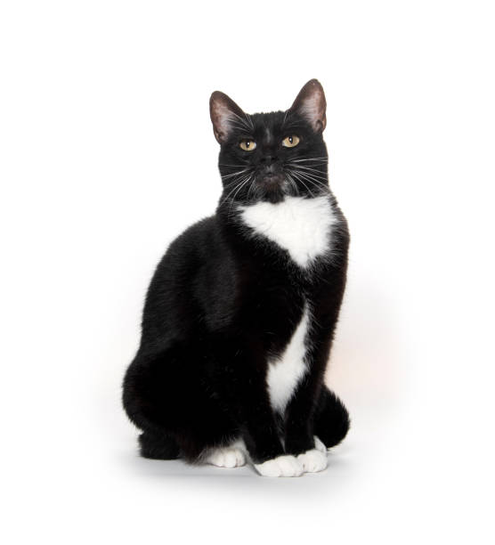 black and white tuxedo cat Cute baby black and white tuxedo cat isolated on white background tuxedo cat stock pictures, royalty-free photos & images