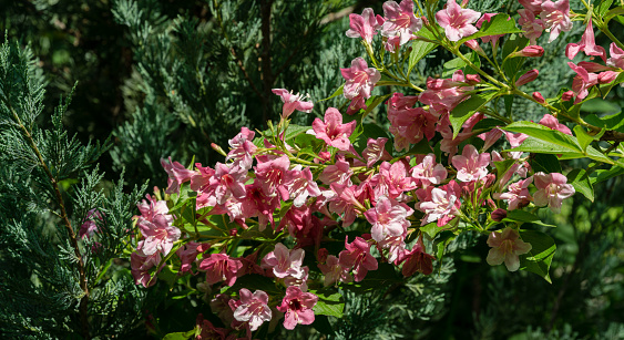 Blooming pink flowers of Weigela florida. Luxury bush of flowering Weigela hybrida Rosea in oriental garden. Flower landscape for nature wallpaper