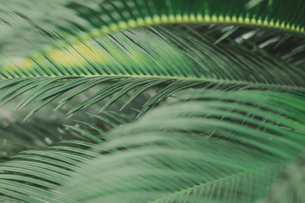 istock the green leaf nature wallpaper 1167040566