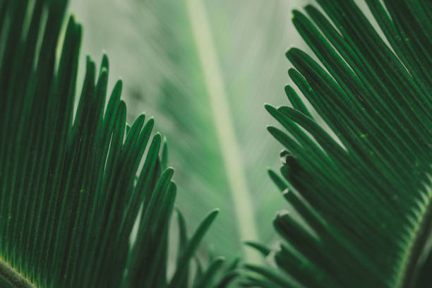 istock the green leaf nature wallpaper 1167040608