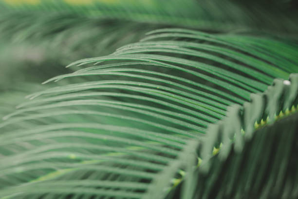 istock the green leaf nature wallpaper 1167040668