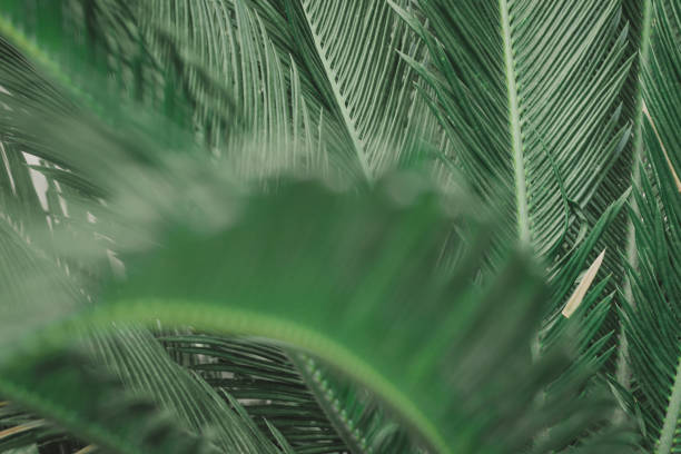 istock the green leaf nature wallpaper 1167040719