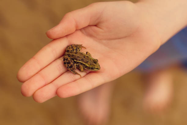 istock kid holding a small frog in hand 1167040968
