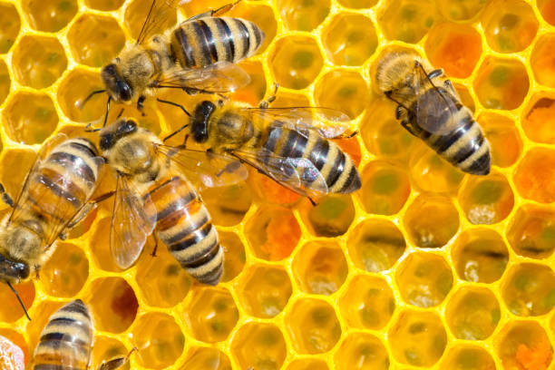 Bees working in the beehive stock photo