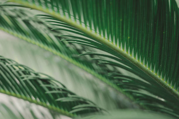 istock the green leaf nature wallpaper 1167041096