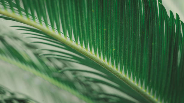 istock the green leaf nature wallpaper 1167041099