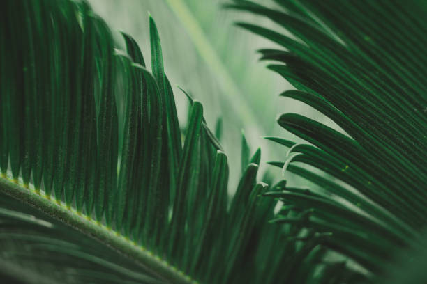 istock the green leaf nature wallpaper 1167041210