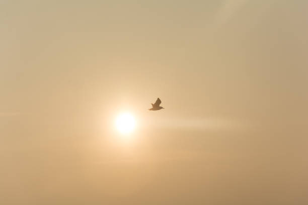 istock Seagull flies into the sky towards the sun 1167041912